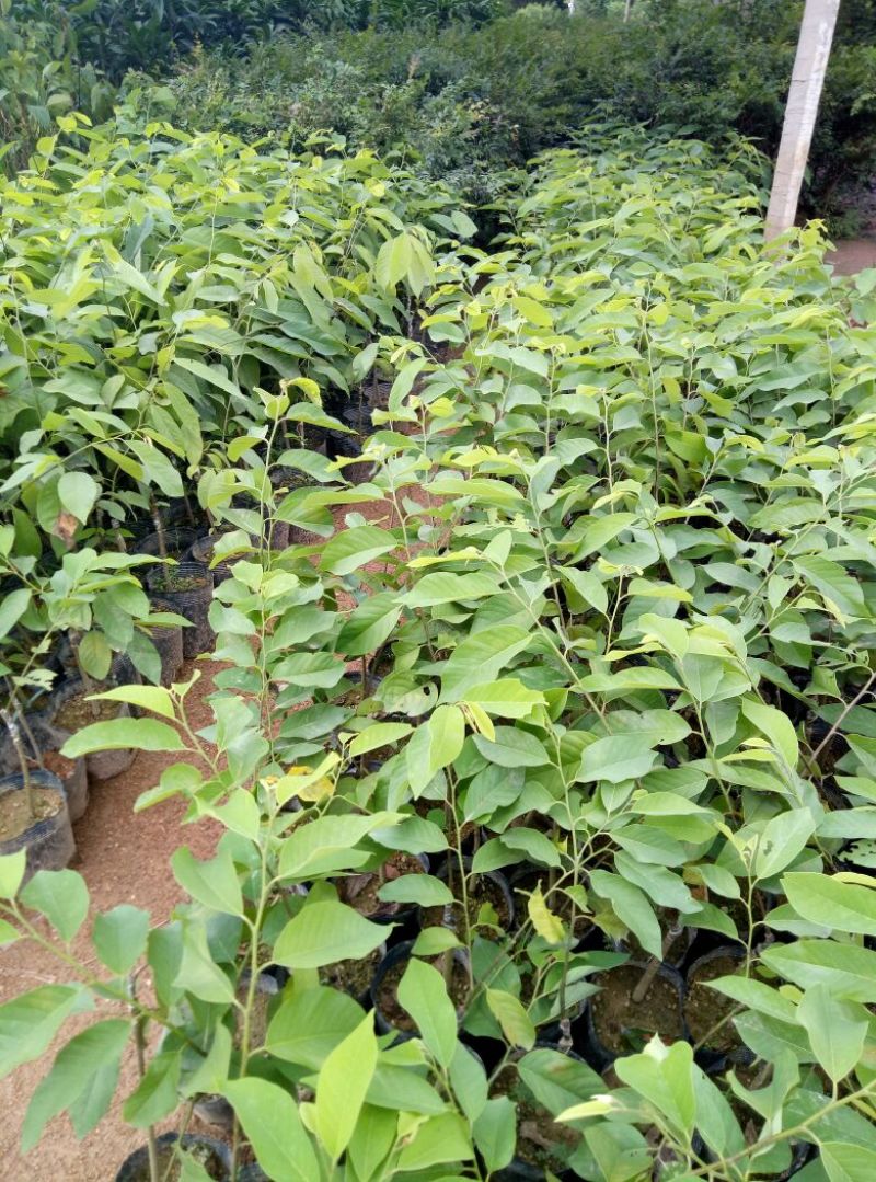 释迦苗30~50cm