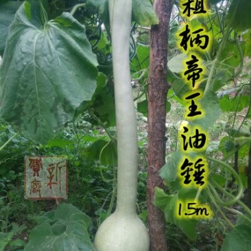 葫芦种子
