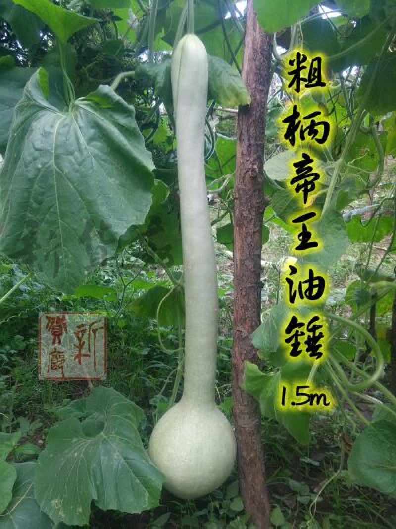 葫芦种子