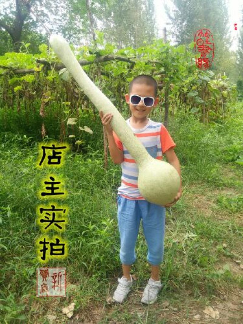 葫芦种子
