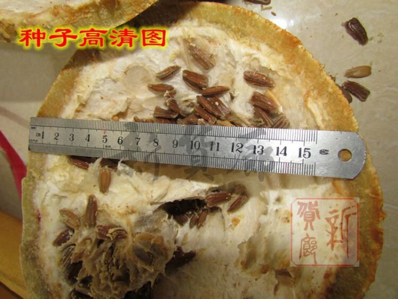 葫芦种子