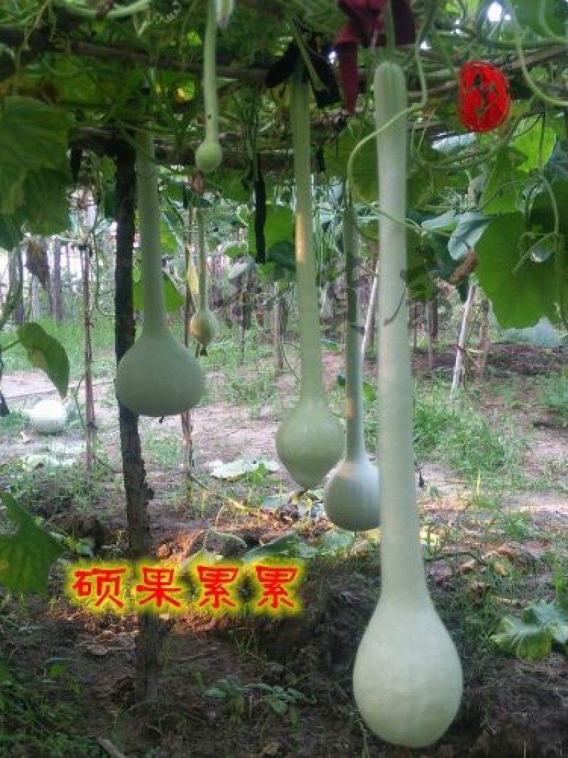 葫芦种子