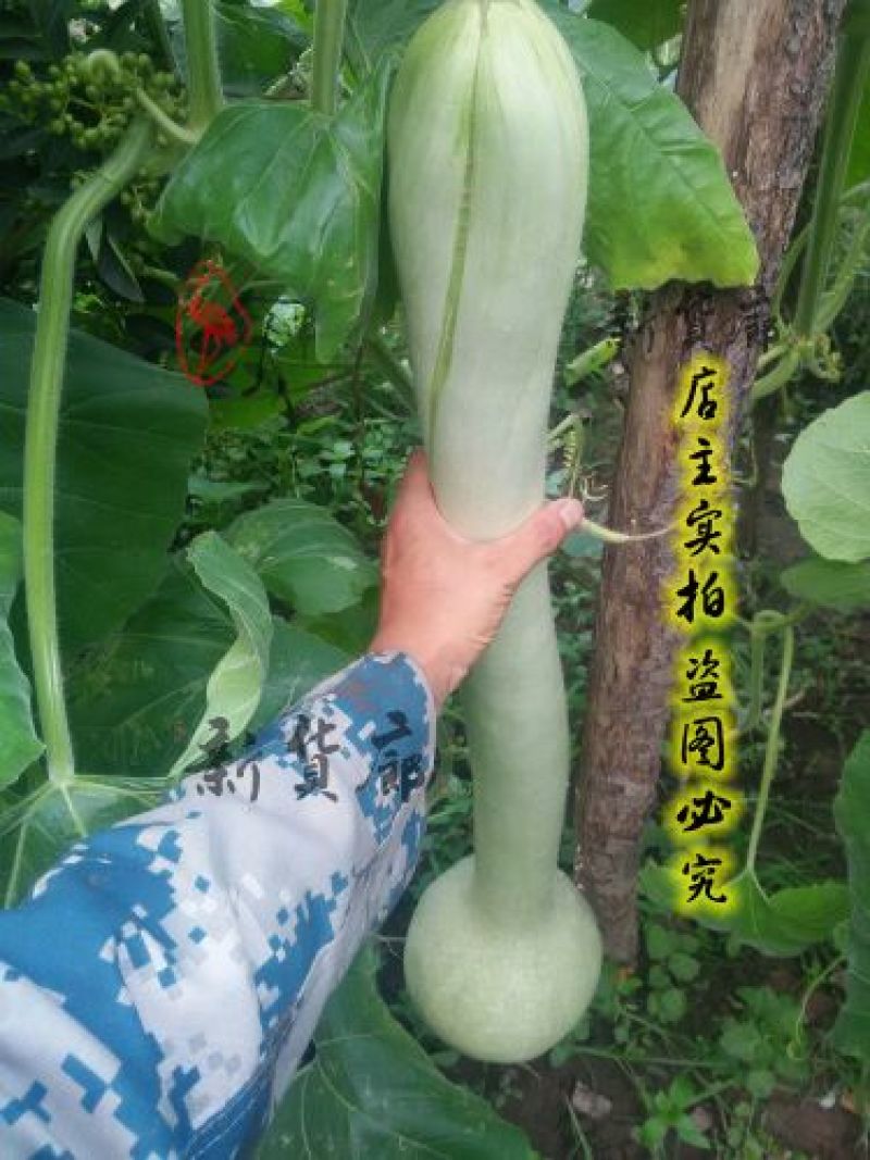 葫芦种子