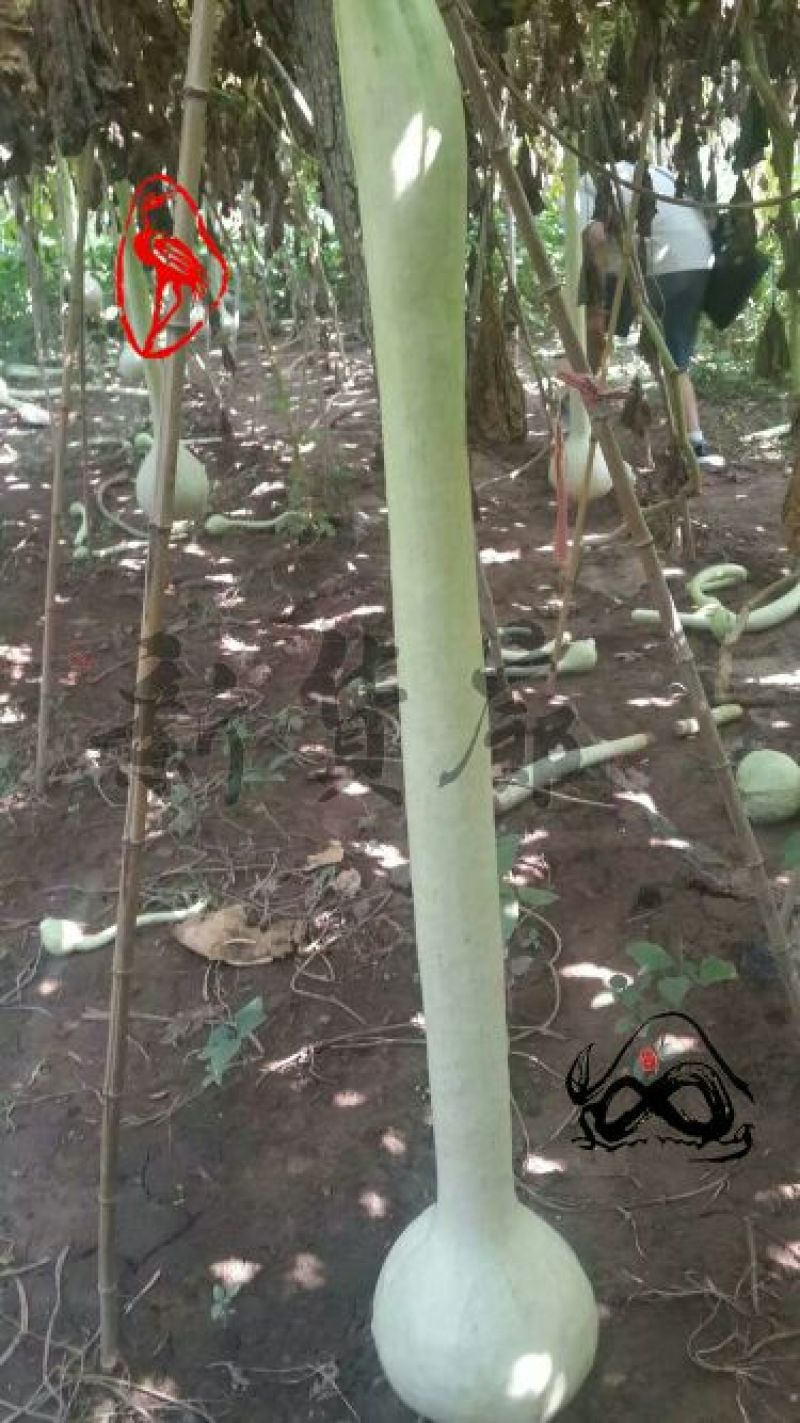 葫芦种子