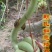 葫芦种子