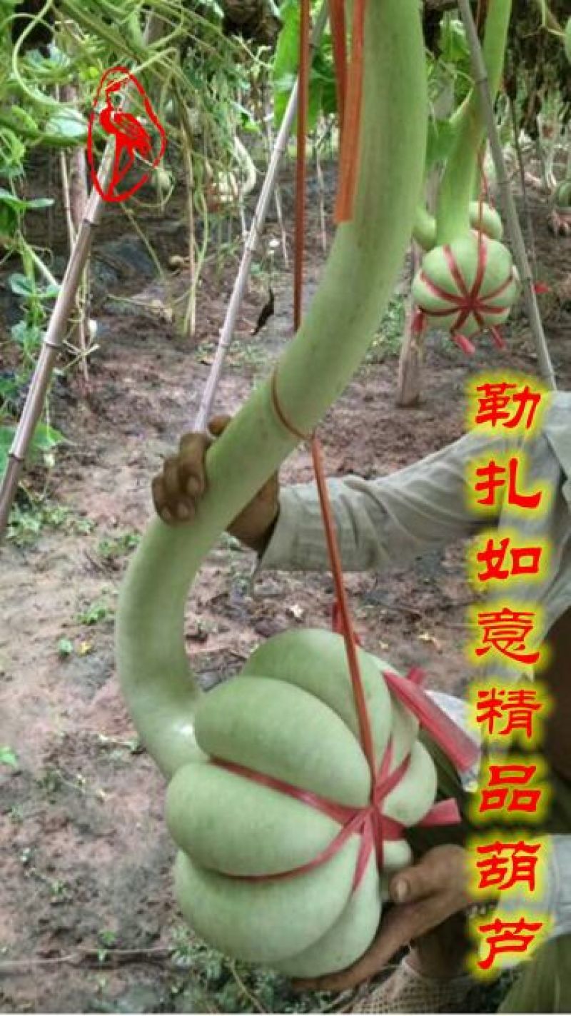葫芦种子