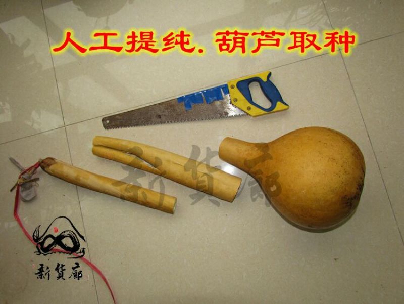 葫芦种子