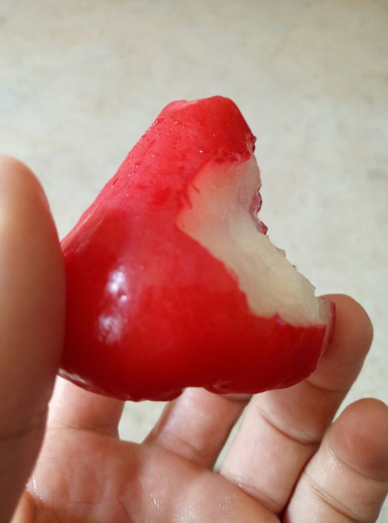 莲雾种苗