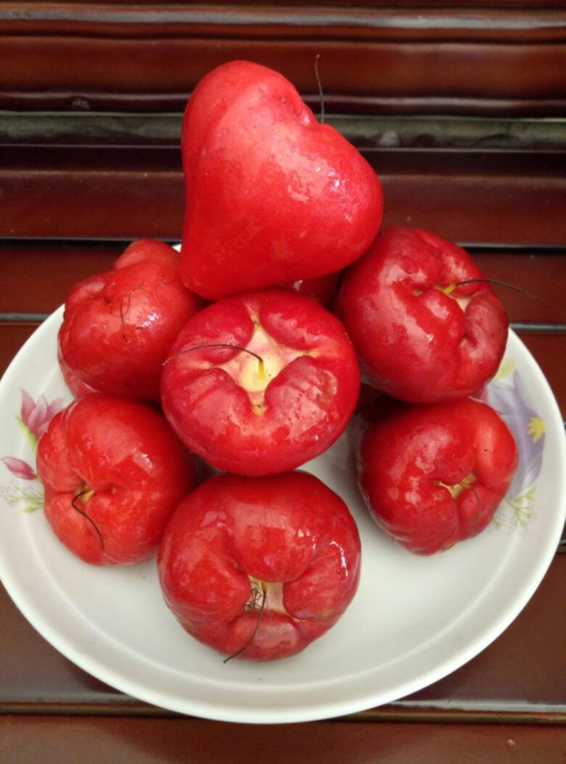 莲雾种苗