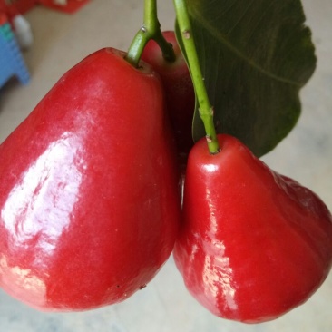 莲雾种苗