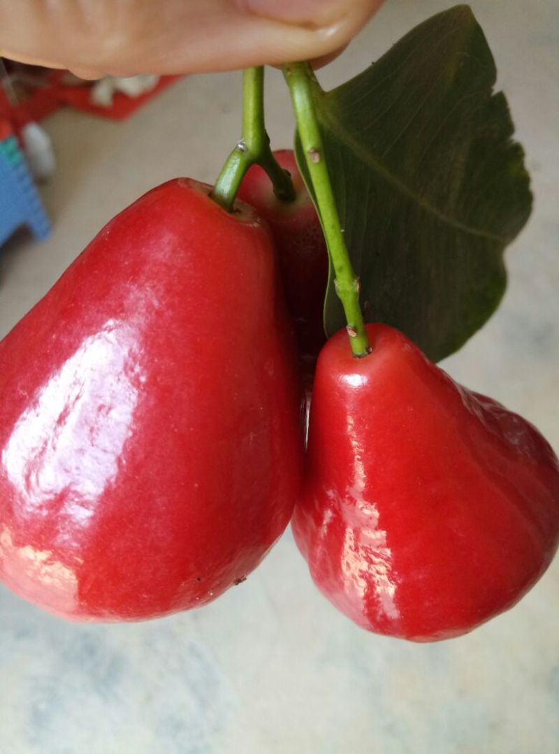 莲雾种苗