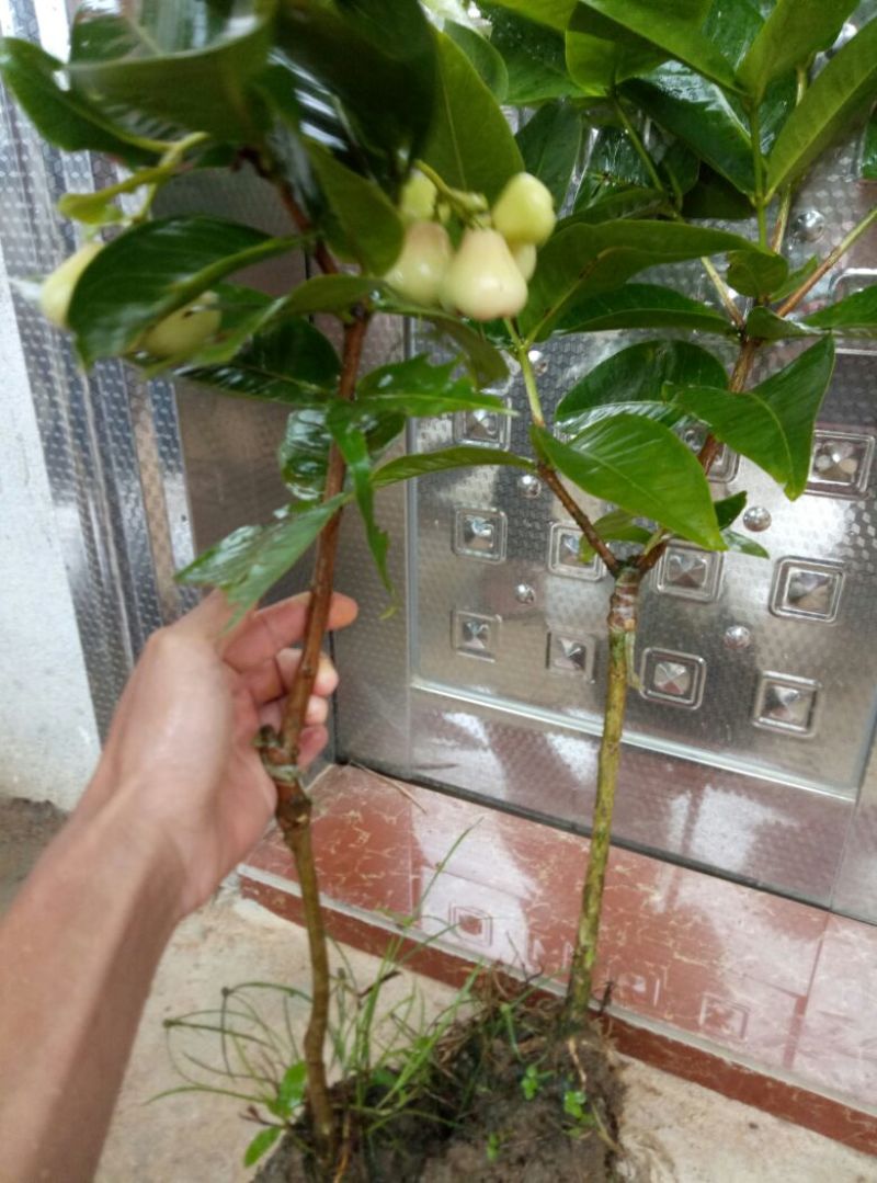 莲雾种苗