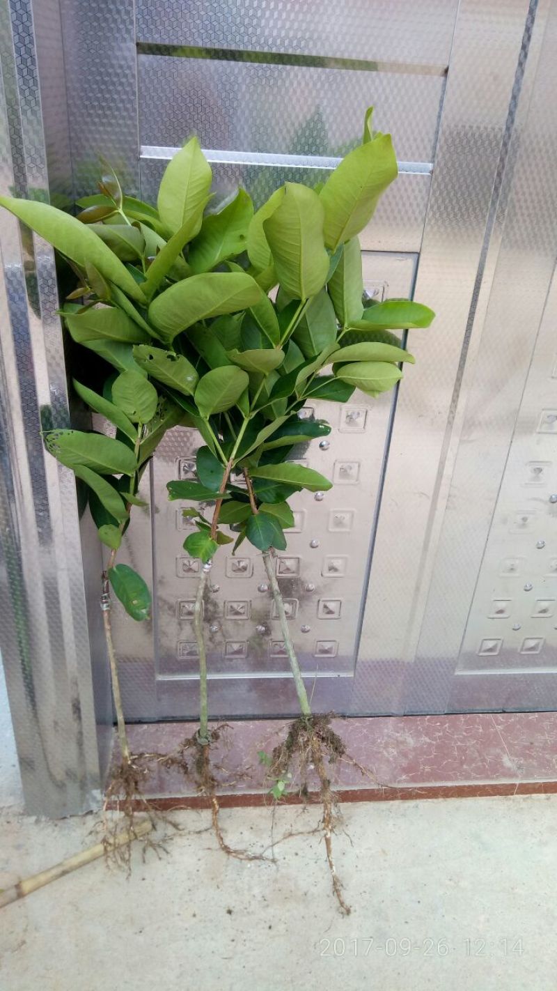 莲雾种苗