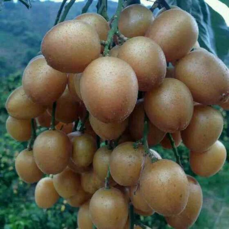 黄皮果苗30~50cmcm