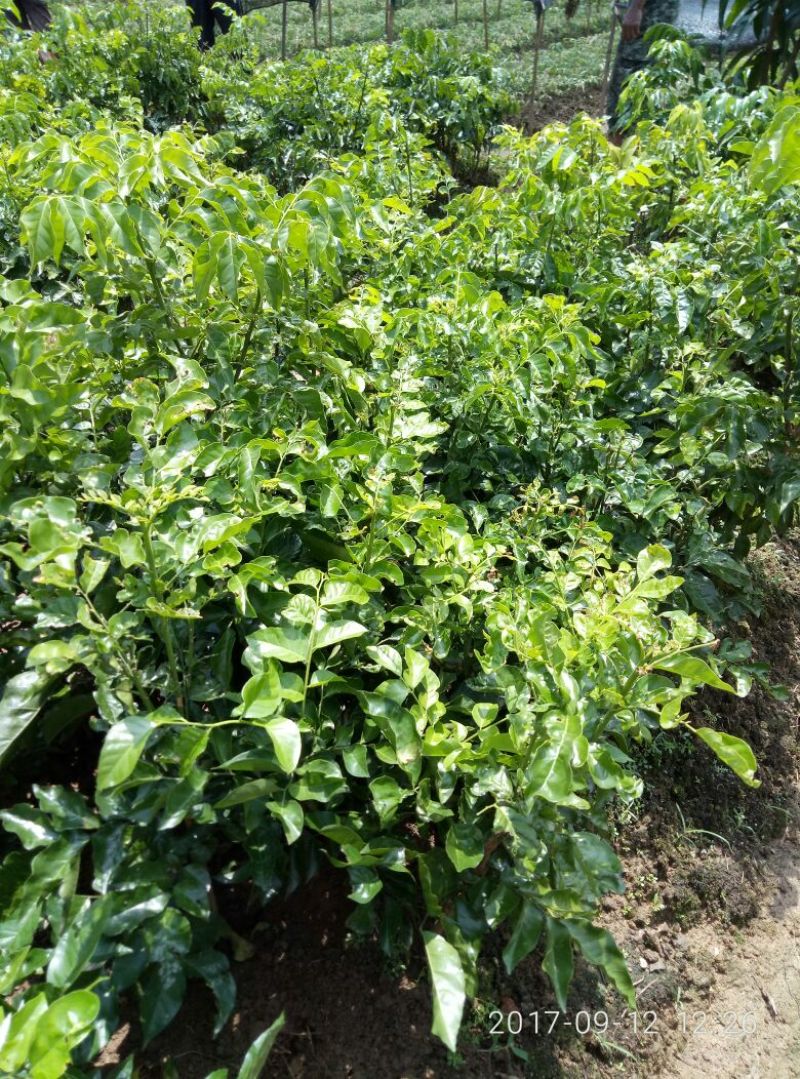 黄皮果苗30~50cmcm