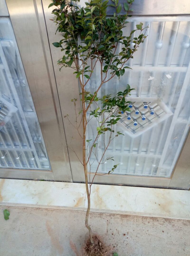 嘉宝果树苗1年