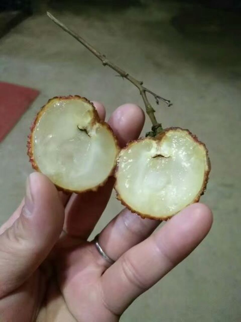 无核荔枝苗30~50cm