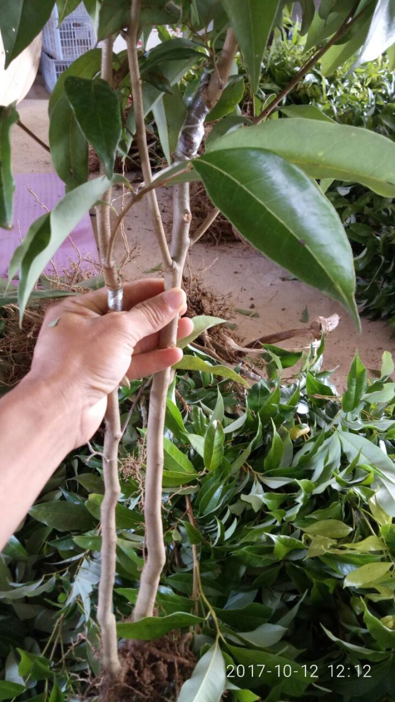 无核荔枝苗30~50cm