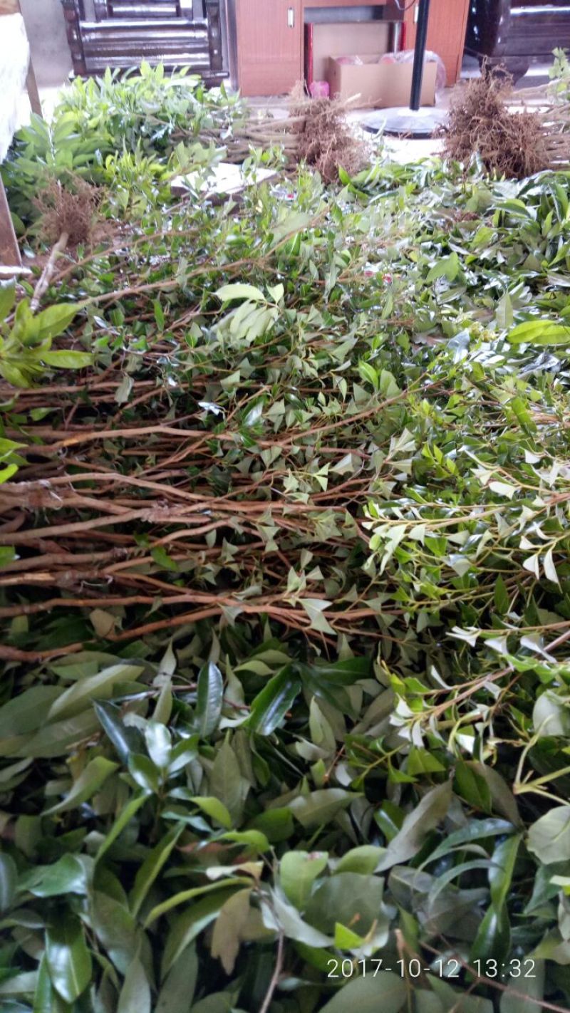 无核荔枝苗30~50cm