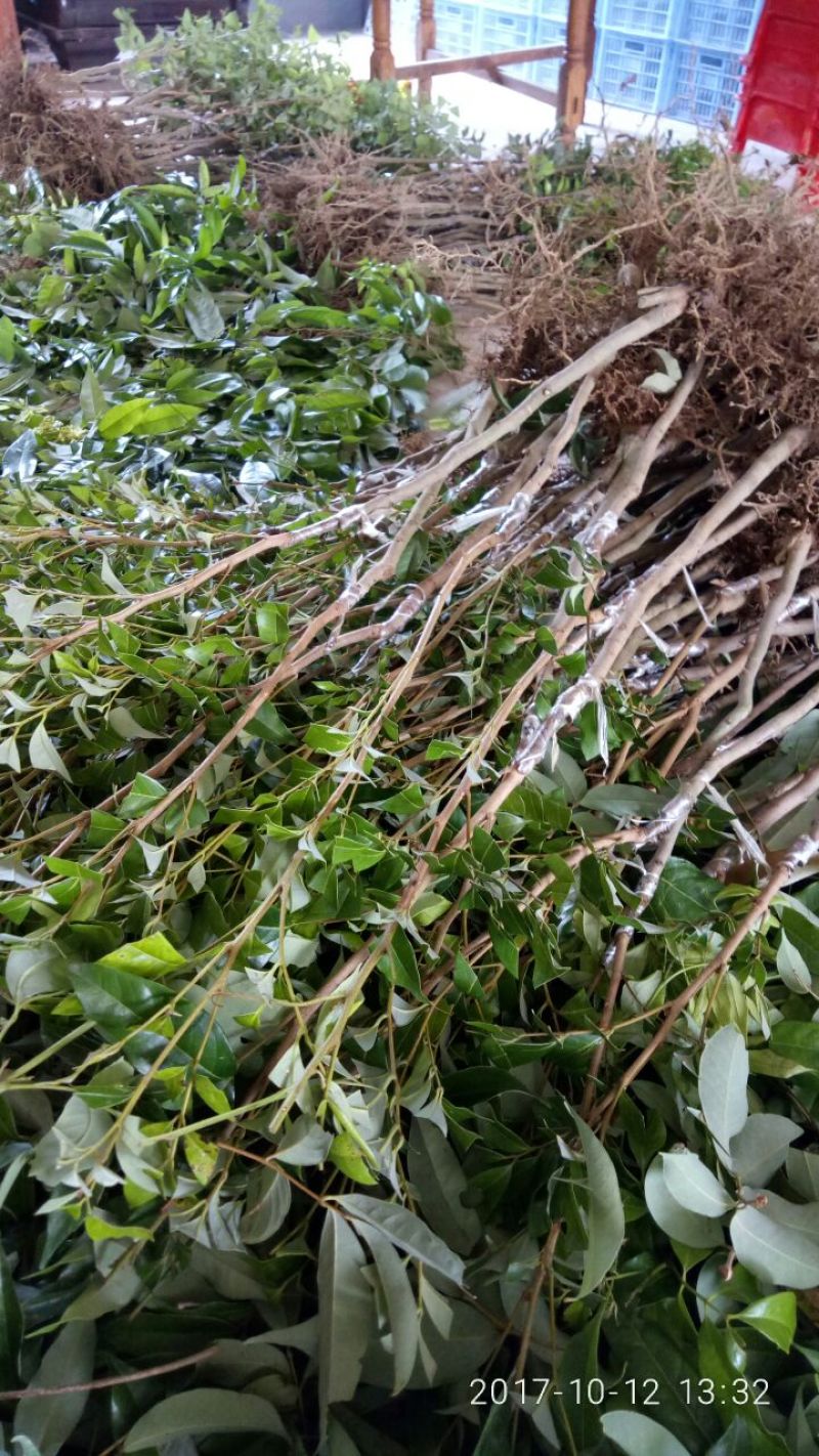 无核荔枝苗30~50cm