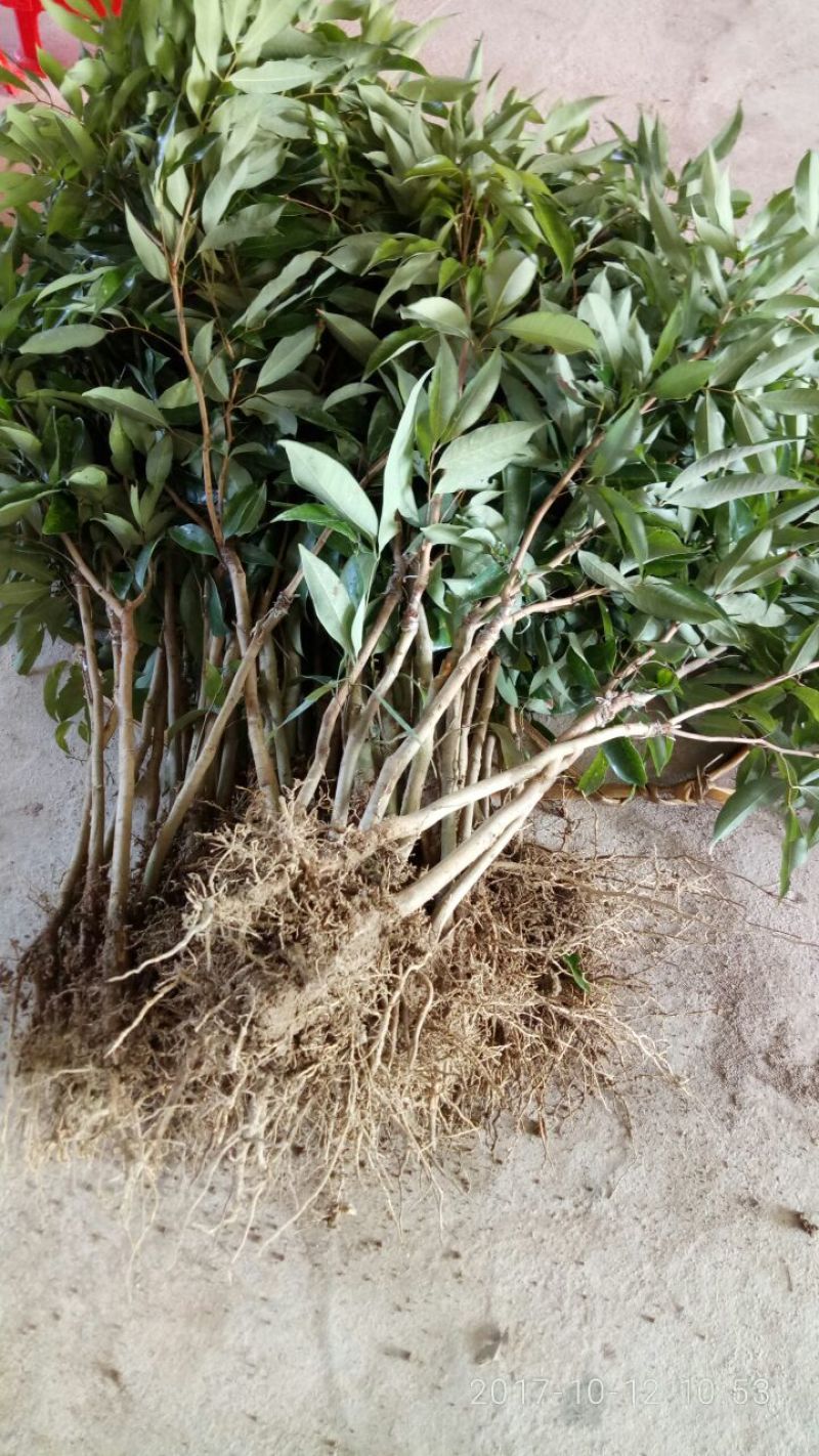 无核荔枝苗30~50cm