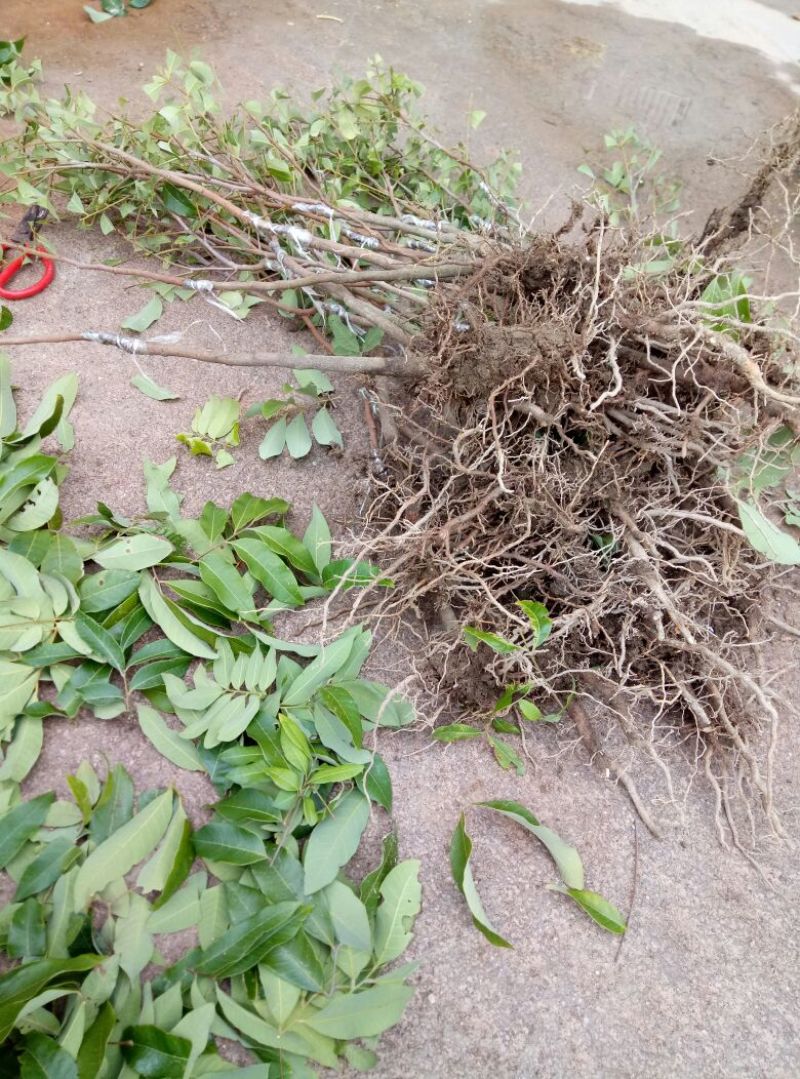 龙眼树苗30~50cm