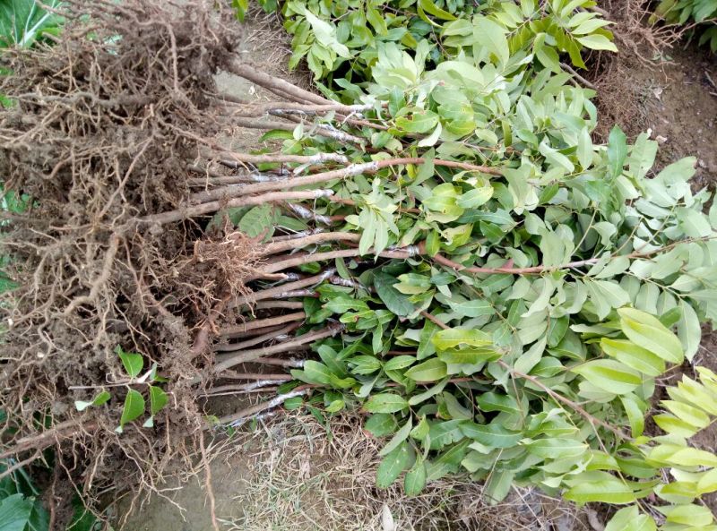龙眼树苗30~50cm