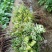 龙眼树苗30~50cm
