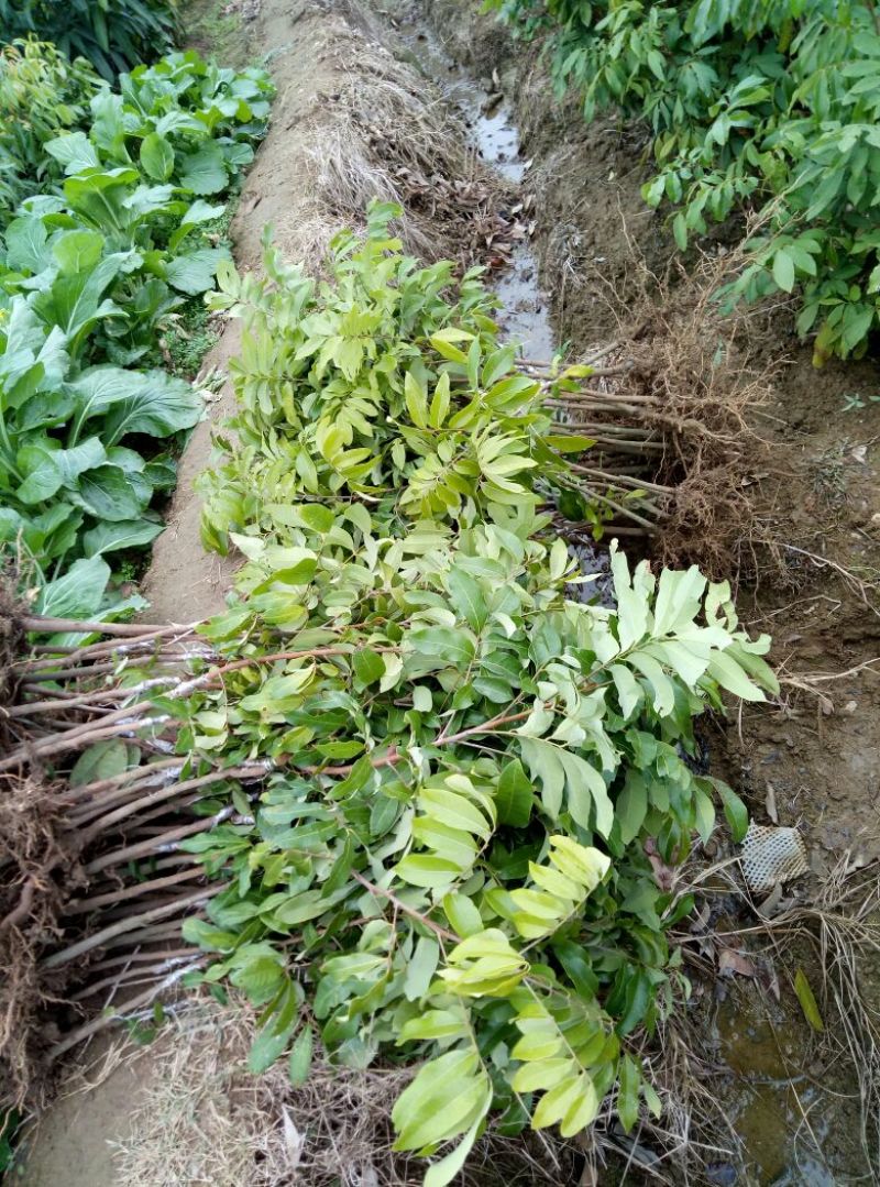 龙眼树苗30~50cm