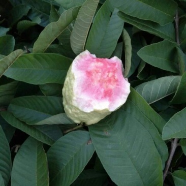 番石榴苗30~50cm