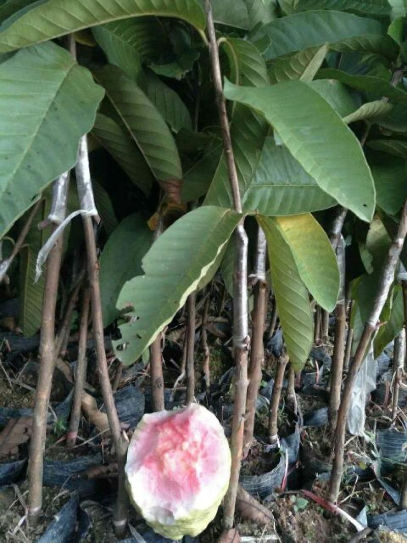 番石榴苗30~50cm