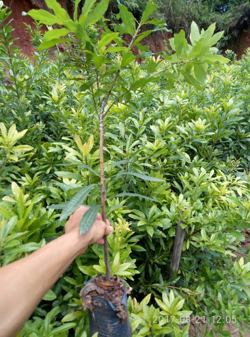 杨梅苗30~50cm