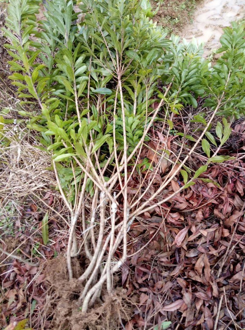 杨梅苗30~50cm