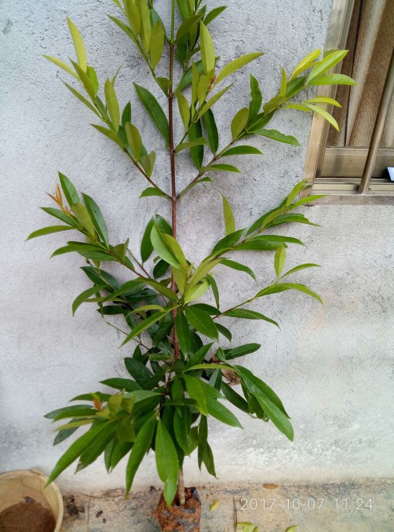 岭南山竹子苗