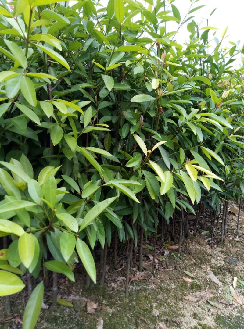 岭南山竹子苗