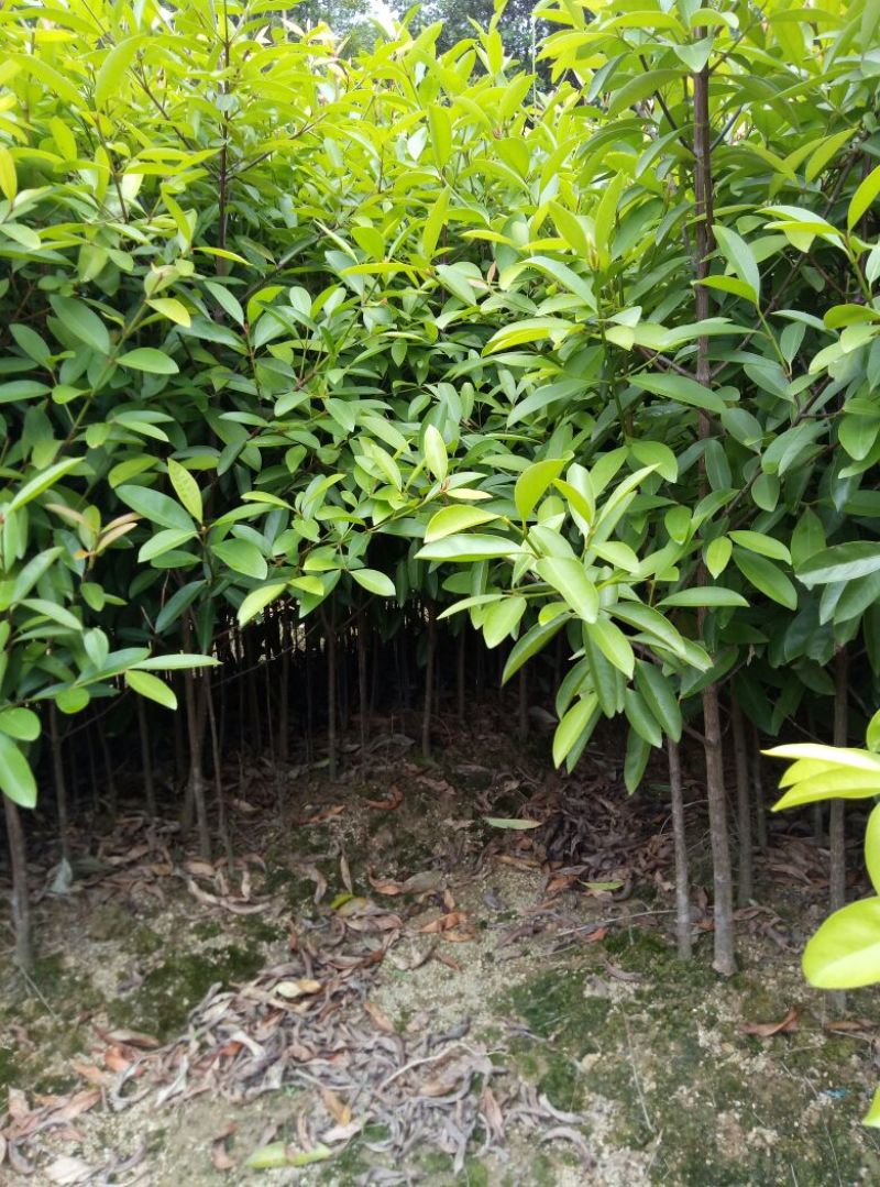 岭南山竹子苗
