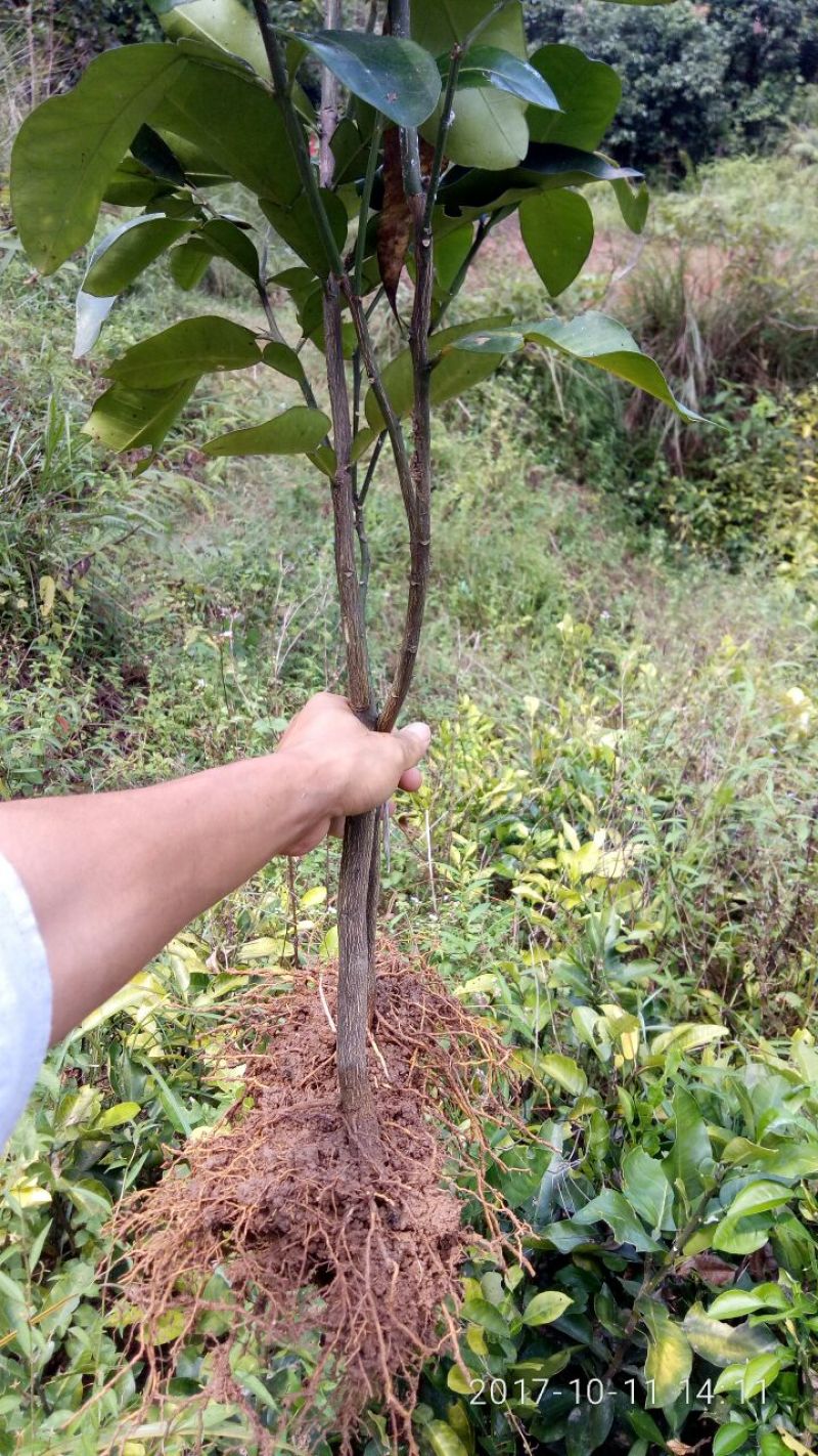 三红蜜柚苗