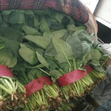 精品大叶菠菜大量上市20~25厘米