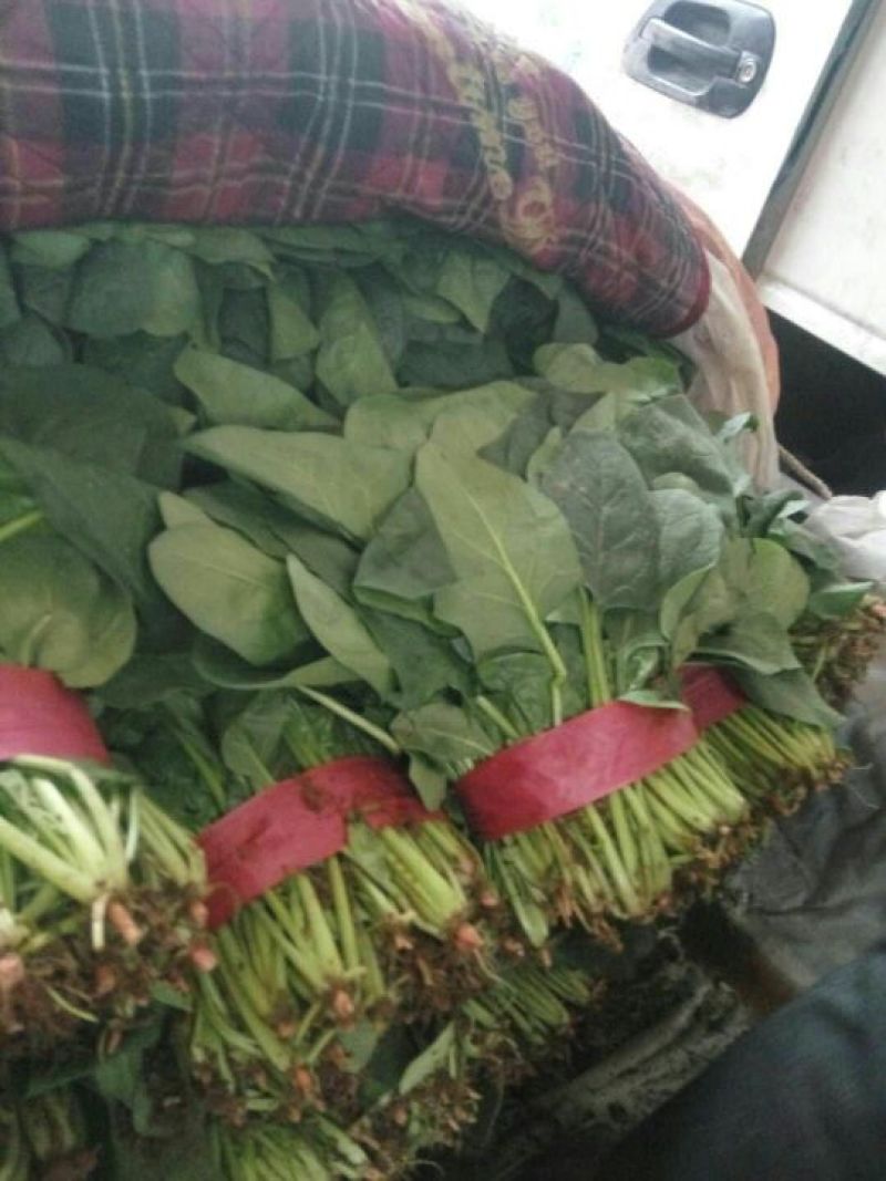 精品大叶菠菜大量上市20~25厘米