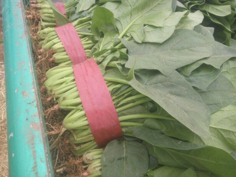 精品大叶菠菜大量上市20~25厘米