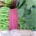 精品大叶菠菜大量上市20~25厘米