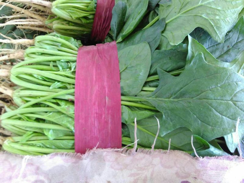 精品大叶菠菜大量上市20~25厘米