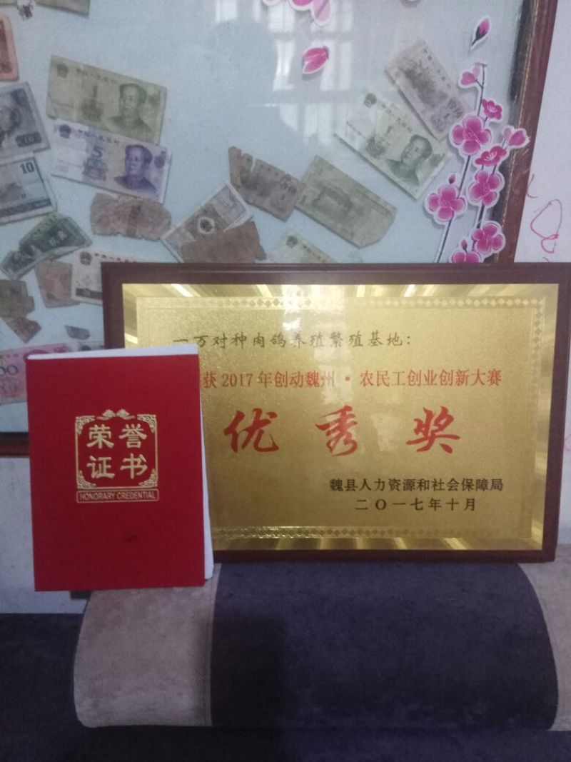 鸽子蛋孵化保质保量晟森鸽业