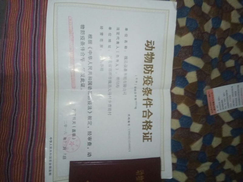 鸽子蛋孵化保质保量晟森鸽业