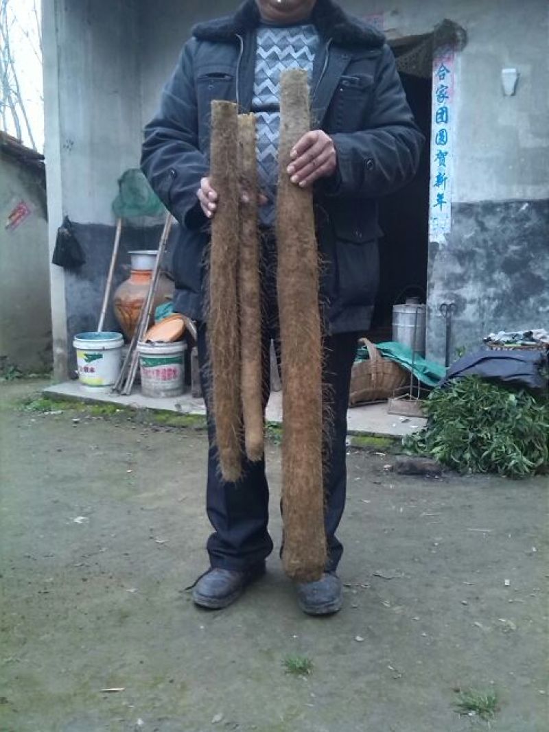 精品九斤黄山药湖北襄阳产区