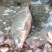 河鲤鱼2~3公斤食用