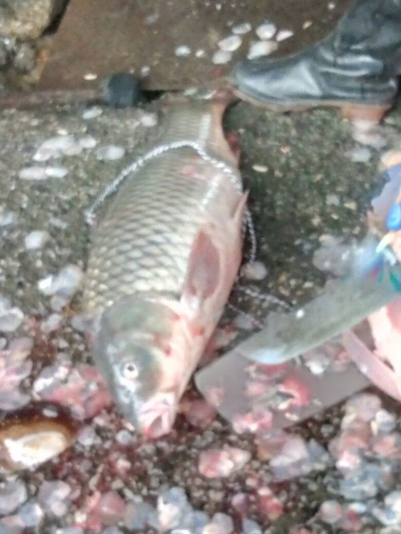 河鲤鱼2~3公斤食用