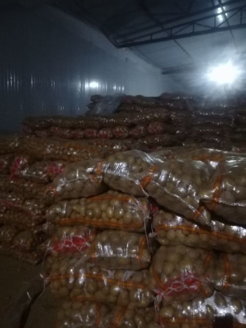v七精品三两起步质量杠杠的基地直采商超对接全年供货