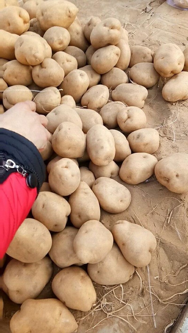 v七精品三两起步质量杠杠的基地直采商超对接全年供货