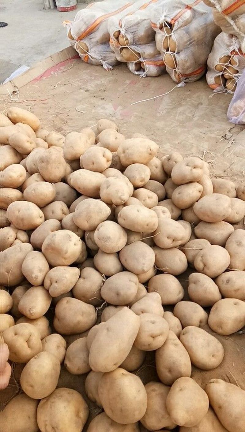 v七精品三两起步质量杠杠的基地直采商超对接全年供货